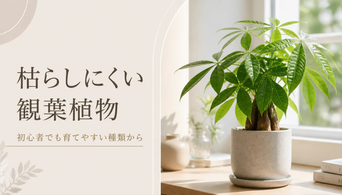 明るい窓辺に置かれた鉢植えのパキラ